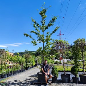 Ginkgo biloba – výška: 450-500 cm, obvod kmeňa 25/27 cm, kont. C230L - SAMEC