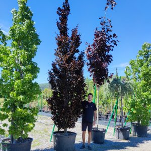 Buk lesný (Fagus sylvatica) ´DAWYCK PURPLE´ výška: 350-400 cm, obvod kmeňa: 20/25 cm, kont. C180L (-34°C)