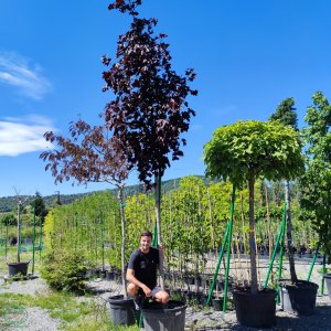 Javor mliečny (Acer platanoides) ´FAASSEN´S BLACK´ - výška 300-350 cm, obvod kmeňa 18/20 cm, kont. C130L
