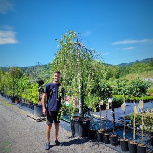 Breza previsnutá (Betula Alba pendula) ´YOUNGII´- na kmienku - 200-250 cm, obvod kmeňa 20/25 cm, kont. C150L 