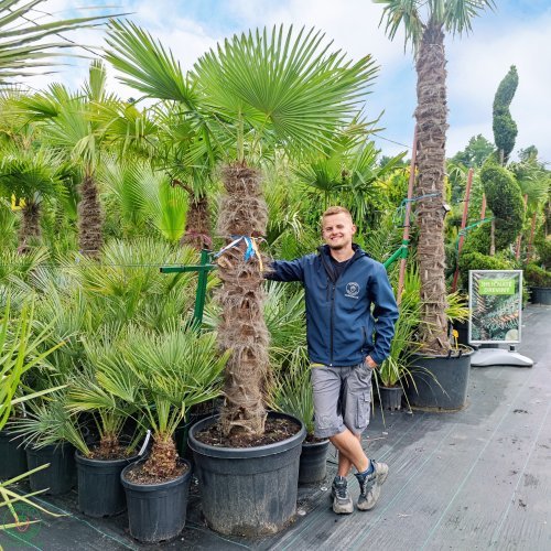 Palma konopná (Trachycarpus fortunei) - výška kmeňa 140-160 cm, celková výška 200-250 cm (-17°C)