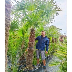 Palma konopná (Trachycarpus fortunei) - výška kmeňa 120-140 cm, celková výška 180-220 cm (-17°C)