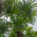 Palma konopná (Trachycarpus fortunei) - výška kmeňa 120-140 cm, celková výška 180-220 cm (-17°C)