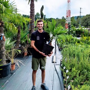 Palma konopná  (Trachycarpus fortunei)  - výška kmeňa 15-25 cm, celková výška 50-70 cm (-17°C) 
