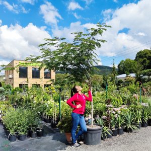 Albízia ružová (Albizia Julibrissin) - výška 250-300 cm, obvod kmeňa 14/16 cm, kont. C90L