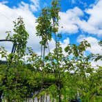 Hruška okrasná (Pyrus calleryana) ´CHANTICLEER´ - výška 240-270 cm, kont. C20L