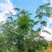 Jarabina kašmírska (Sorbus cashmiriana) - výška 200-250 cm, obvod kmeňa 4/6 cm, kont. C10L 