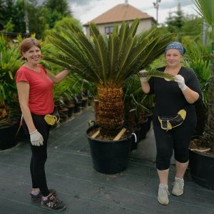 Cykas japonský (Cycas revoluta) - výška kmeňa: 60-70 cm, celková výška: 140-150 cm, kont. C110L