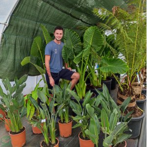 Alokázia (Alocasia) ´MACRORRHIZA´ - výška 80-130 cm, kont. C70L