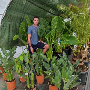 Alokázia (Alocasia) ´MACRORRHIZA´ - výška 150-200 cm, kont. C70L