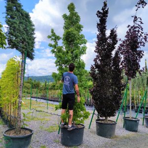 Ambrovník styraxový (Liquidambar Styraciflua) - výška 400-450 cm, kont. C240L