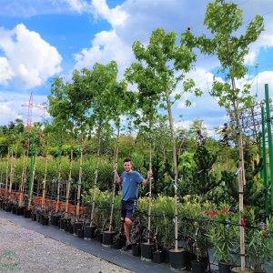 Ambrovník styraxový (Liquidambar Styraciflua) - výška 340-380 cm, obvod kmeňa 6-8 cm, kont. C18L