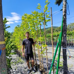 Agát biely (Robinia pseudocacacia) ´FRISIA´, výška 220-290 cm, obvod kmeňa: 6/8 cm, kont. C10L (-29°C)  