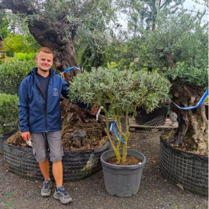 Olivovník európsky (Olea europaea) (-12°C) - výška 110-130 cm, kont. C90L