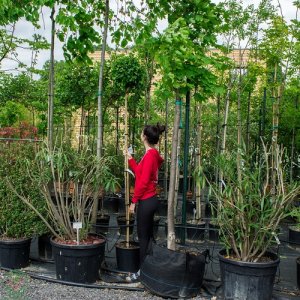 Ginkgo biloba ´MARIKEN´ – výška 200-240 cm, obvod kmeňa 8/10 cm, kont. C18L - SAMEC