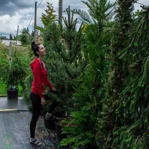 Borovica čierna (Pinus nigra) ´AUSTRIACA´ - výška 180-220 cm, kont. C150/175L 