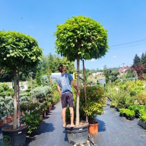 Katalpa bignóniovitá (Catalpa bignonioides) ´NANA´ - výška 250-300cm, obvod kmeňa 30/35cm, kont. C180L