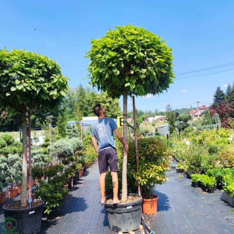 Katalpa bignóniovitá (Catalpa bignonioides) ´NANA´ - výška 250-300cm, obvod kmeňa 30/35cm, kont. C180L