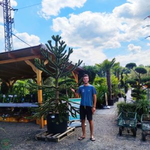 Araukária andská (Araucaria araucana) ´IMBRICATA´- výška 220-240 cm; kont. C140L (-15°C)