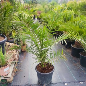 Ďatľovník kanársky (Phoenix canariensis) - výška 100-120 cm, kont. C18L (-4°C) 