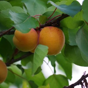 Marhuľa (Prunus armeniaca) ´BERGERON´ na kmienku - neskorá 140-170 cm, obvod kmeňa: 4/6 cm, kont. C10L - kvetináčová