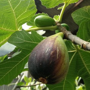 Figovník (Ficus carica) ´ROSSO´ - výška 110-130 cm, obvod kmeňa: 4/6 cm, kont. C6L (-19°C)