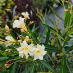 Oleander obyčajný (Nerium oleander) žltý - výška 80-100 cm, kont. C9.5L (-10/-12°C) VIACKMENNÝ