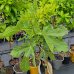 Figovník (Ficus carica) ´ROSSO´ - výška 110-130 cm, obvod kmeňa: 4/6 cm, kont. C6L (-19°C)