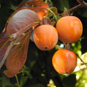 Ebenovník rajčiakonosný (Diospyros Kaki) HURMIKAKI ´TIPO´ - výška 170-200 cm, obvod kmeňa: 6/8 cm, kont. C9L (-18°C/-21°C)