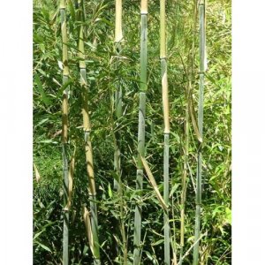 Bambus Phyllostachys bissetii - výška 130-160 cm, kont. C5L