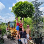 Katalpa bignóniovitá (Catalpa bignonioides) ´NANA´ - výška 250-300cm, obvod kmeňa 30/35cm, kont. C180L