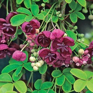 Akébia päťpočetná (Akebia quinata) - výška 60-90 cm, kont. C2L (-24°C) 