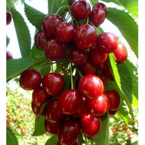 Stĺpovitá Čerešňa (Prunus avium) ´Queen Mary ´ - stredne skorá 110-130 cm - kvetináčová