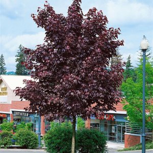 Javor mliečny (Acer platanoides) ´ROYAL RED´ - výška 200-250 cm, kont. C5L
