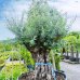 Olivovník európsky (Olea europaea) - výška 150-160 cm, obvod kmeňa 140-160 cm, kont.C500L - BONSAJ (-12°C)