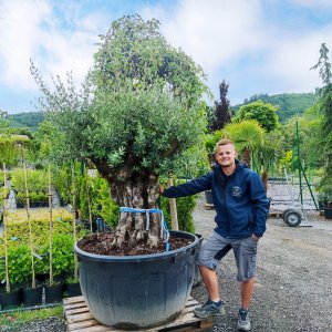 Olivovník európsky (Olea europaea) - výška 150-160 cm, obvod kmeňa 140-160 cm, kont.C500L - BONSAJ (-12°C)