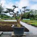 Olivovník európsky (Olea europaea)  - výška 180+ cm, obvod kmeňa 80-100 cm, C500L - BONSAJ (-12°C)