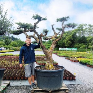 Olivovník európsky (Olea europaea)  - výška 180+ cm, obvod kmeňa 80-100 cm, C500L - BONSAJ (-12°C)