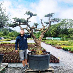 Olivovník európsky (Olea europaea)  - výška 180+ cm, obvod kmeňa 80-100 cm, C500L - BONSAJ (-12°C)