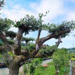 Olivovník európsky (Olea europaea)  - výška 180+ cm, obvod kmeňa 80-100 cm, C500L - BONSAJ (-12°C)