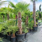 Palma konopná (Trachycarpus fortunei) - výška kmeňa 140-160 cm, celková výška 200-250 cm (-17°C)