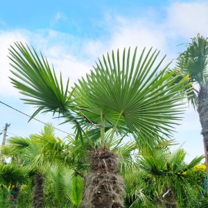 Trachycarpus fortunei - výška kmeňa 140-160 cm, celková výška 200-250 cm (-17°C)