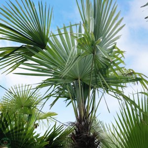 Trachycarpus fortunei - výška kmeňa 160-180 cm, celková výška 300-350 cm (-17°C)