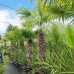Palma konopná (Trachycarpus fortunei) - výška kmeňa 160-180 cm, celková výška 230-250 cm (-17°C)
