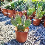 Opuncia veľkotŕňová (Opuntia macrocentra) ´MACROCENTRA´- výška 30-40 cm, kont. C3L (-20°C)  