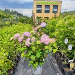 Hortenzia kalinolistá (Hydrangea macrophylla) ´BELA´, výška: 50-80 cm, kont. C10L 