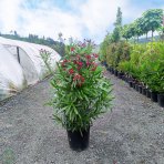Oleander obyčajný (Nerium oleander) červený - výška 100-150 cm, kont. C30L (-10/-12°C) VIACKMENNÝ