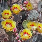 Opuncia veľkotŕňová (Opuntia macrocentra) ´MACROCENTRA´- výška 30-40 cm, kont. C3L (-20°C)  