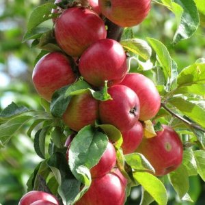 Nízkokmenná jabloň stĺpovitá (Malus domestica) ´MAYPOLE´ - výška 110-130 cm, kont. C3,5L-kvetináčová