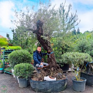 Olivovník európsky (Olea Europaea) - výška 300+cm, obvod kmeňa 120/150 cm - BONSAJ - STARÝ A VZÁCNY EXEMPLÁR (-12°C) 